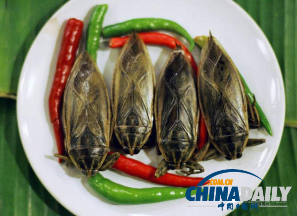 世界各地超級恐怖的蟲子大餐（組圖）