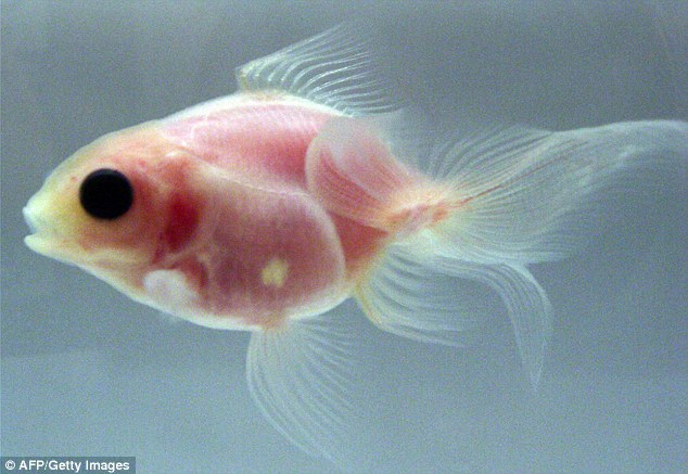 日本科學(xué)家成功培育出透明金魚 心臟大腦清晰可見(jiàn)