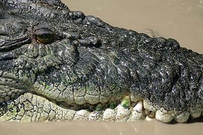 圖：澳大利亞漁民捕海參時遭3米長鱷魚攻擊受輕傷