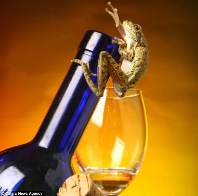 美攝影師抓拍精彩圖片 小小青蛙多俏皮?。▓D）