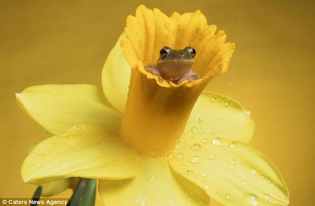 美攝影師抓拍精彩圖片 小小青蛙多俏皮！（圖）