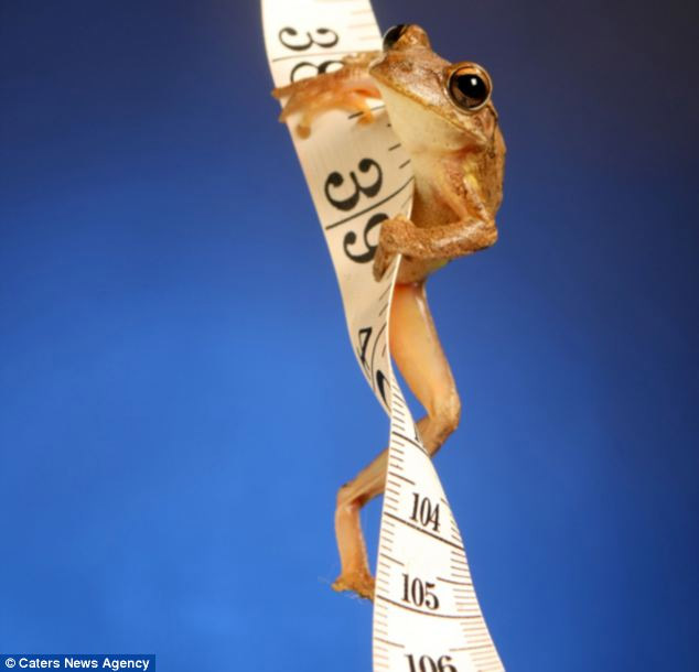 美攝影師抓拍精彩圖片 小小青蛙多俏皮！（圖）