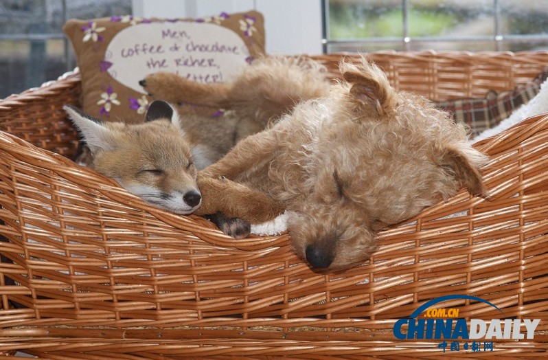 現(xiàn)實版“狐朋狗友”:兩只萌物打鬧嬉戲惹人愛