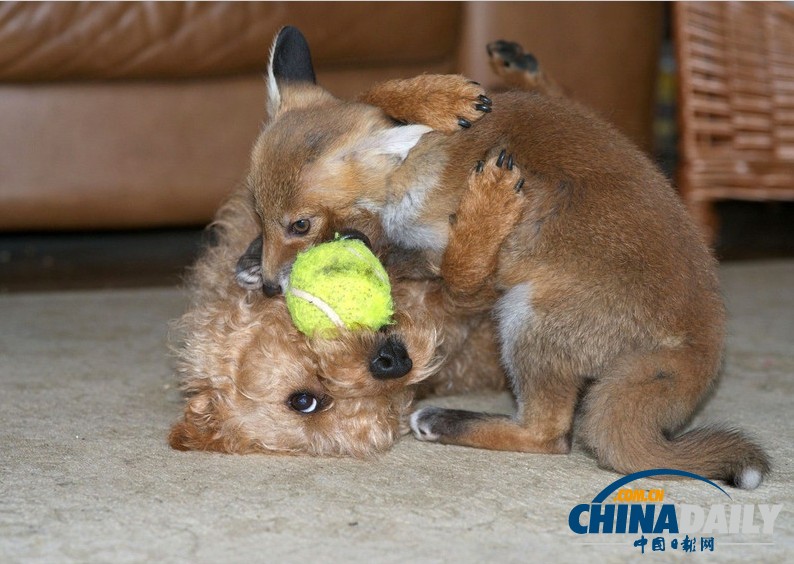 現(xiàn)實(shí)版“狐朋狗友”:兩只萌物打鬧嬉戲惹人愛(ài)