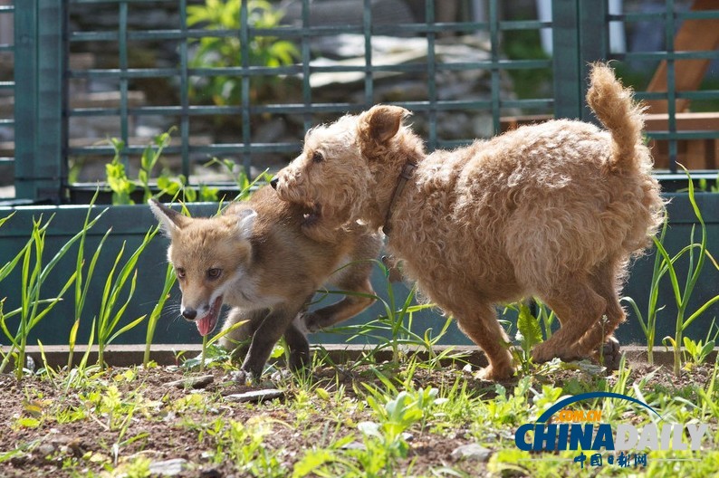 現(xiàn)實(shí)版“狐朋狗友”：兩只萌物打鬧嬉戲惹人愛(ài)