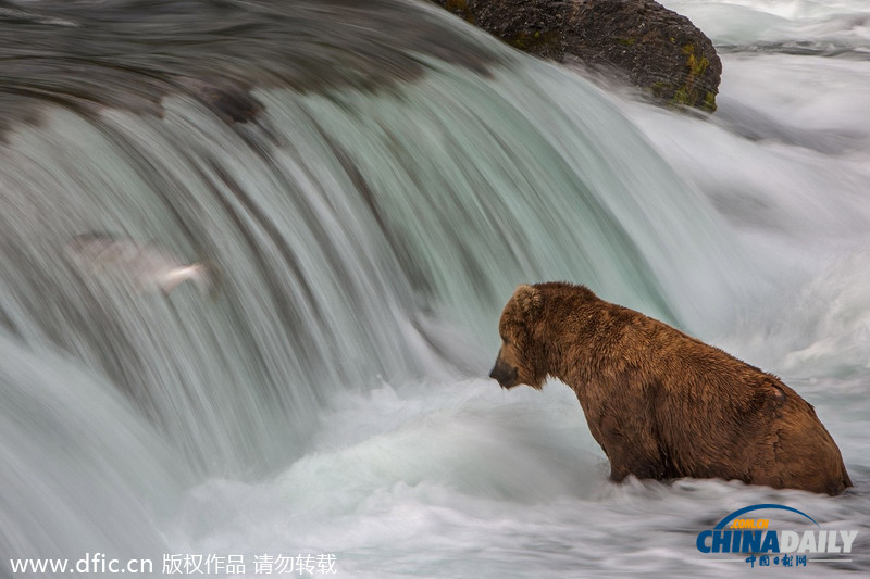 美饑餓棕熊端坐急流中 靜候獵物三文魚(yú)跳入嘴中