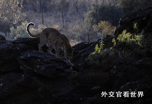 獵豹(一等獎(jiǎng))