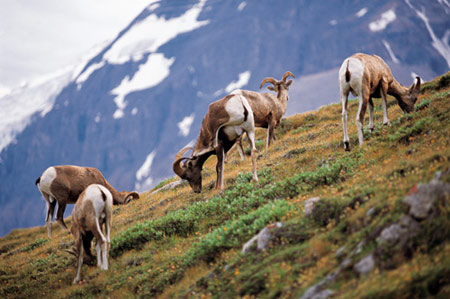 班夫國(guó)家公園 鏡頭中的桃源