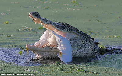 錯(cuò)把鱷魚(yú)當(dāng)石頭 白鷺捕魚(yú)反“被捕”