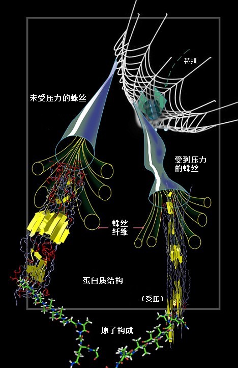 蛛網(wǎng)為何強于“鋼網(wǎng)”？蛛絲內(nèi)部結構能隨壓力變化