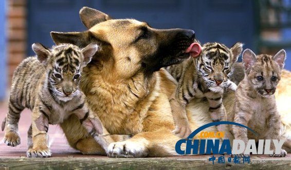 治愈系組圖：可愛動(dòng)物們的跨物種感情
