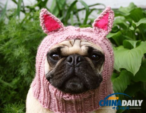 美國女大學(xué)生推出狗狗專用服飾 保暖同時(shí)討人憐愛