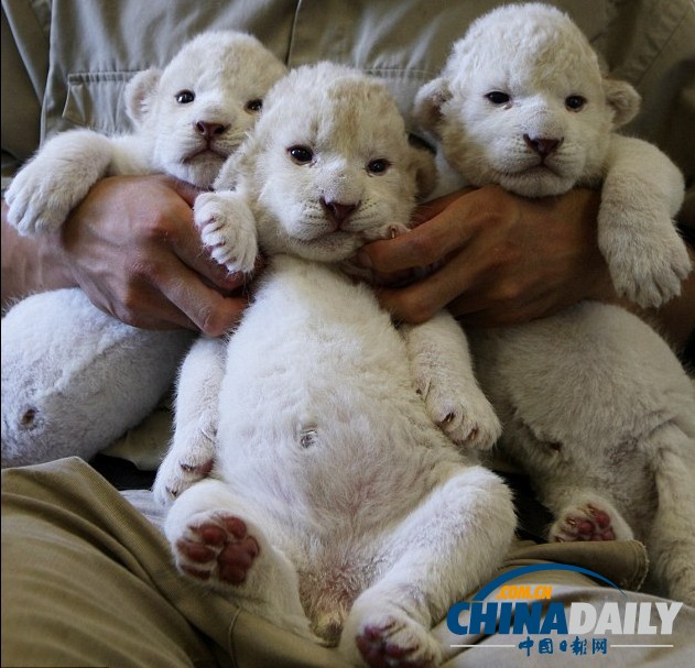 雪白柔軟似綿羊 珍稀白獅子幼崽萌照大曝光(組圖)