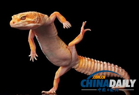 印尼打雨傘青蛙系列系無良攝影師擺拍（組圖）