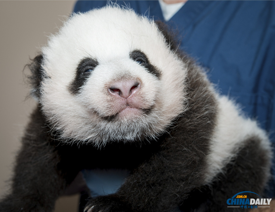 美國：旅美大熊貓誕下幼崽 動(dòng)物園為其全球征名（組圖）
