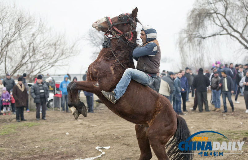 羅馬尼亞人縱馬馳騁慶祝主顯節(jié) 矮腳小馬萌翻鏡頭
