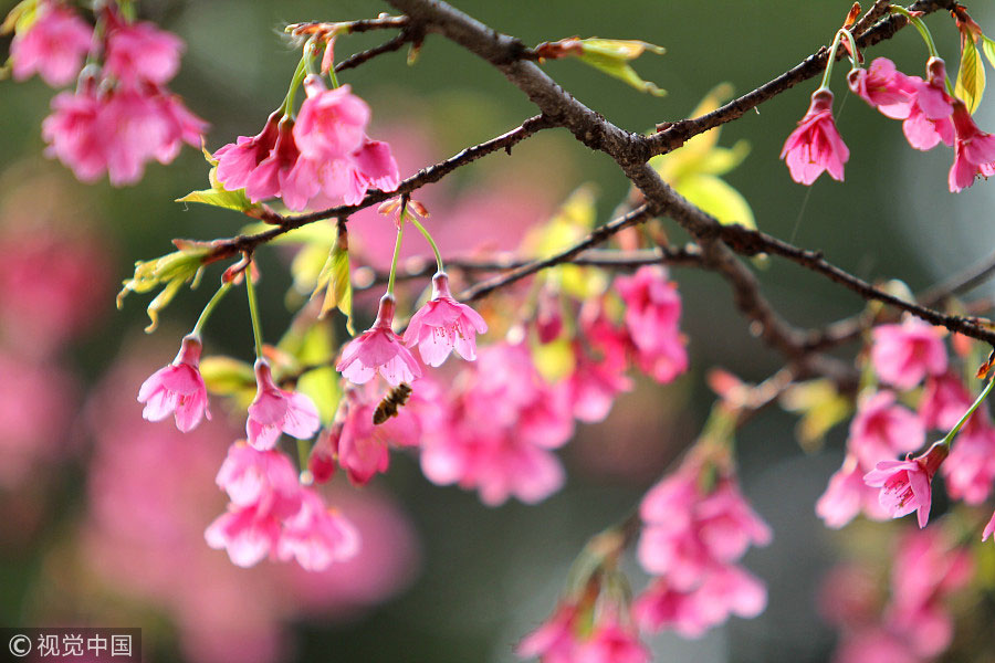 踏青季：春天盛開(kāi)的9種鮮花 哪一種最美？（組圖）