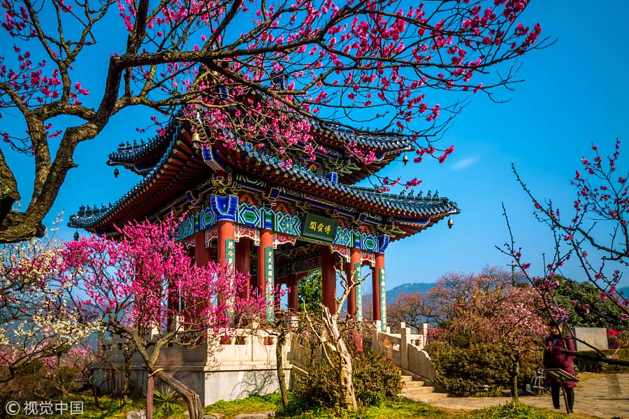 踏青季：春天盛開的9種鮮花 哪一種最美？（組圖）