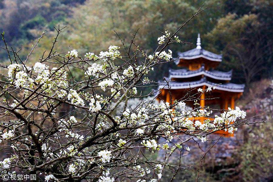 踏青季：春天盛開的9種鮮花 哪一種最美？（組圖）