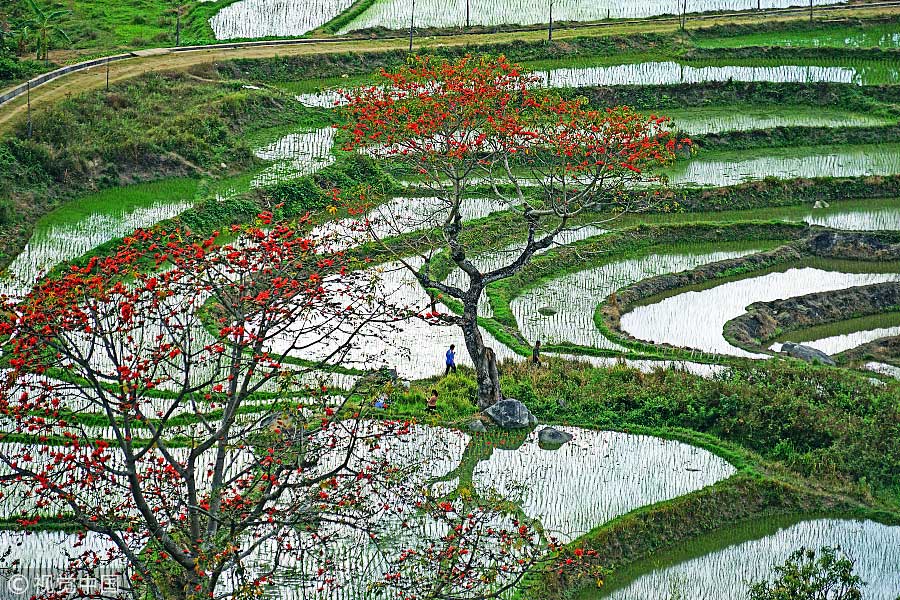 踏青季：春天盛開的9種鮮花 哪一種最美？（組圖）