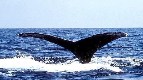 Whale makes record journey 灰鯨創(chuàng)哺乳動物遷徙距離最長紀錄