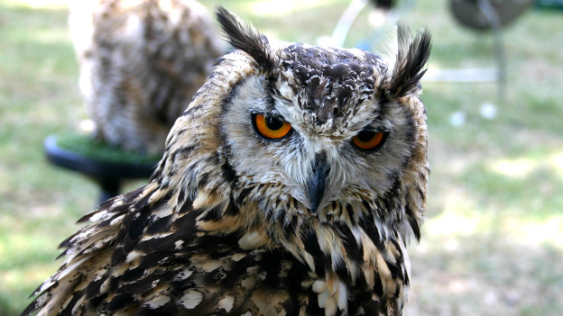 Wise old owl 生活經(jīng)驗(yàn)豐富的人