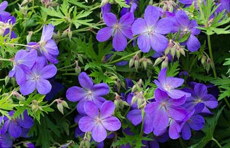 全球變暖會(huì)使花變得更香？