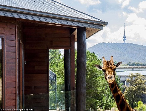 旅館？動物園？這是澳大利亞加馬拉野生動物旅館！
