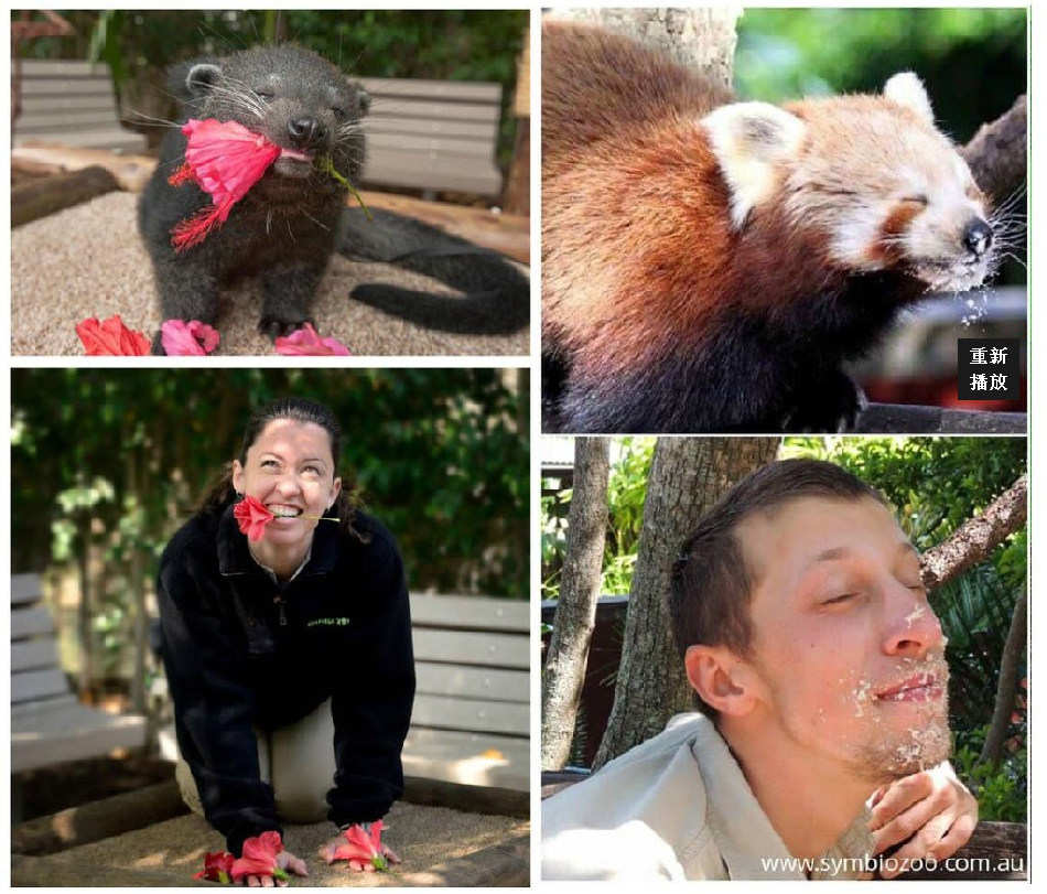 腦洞大開！澳大利亞飼養(yǎng)員模仿動(dòng)物大賽