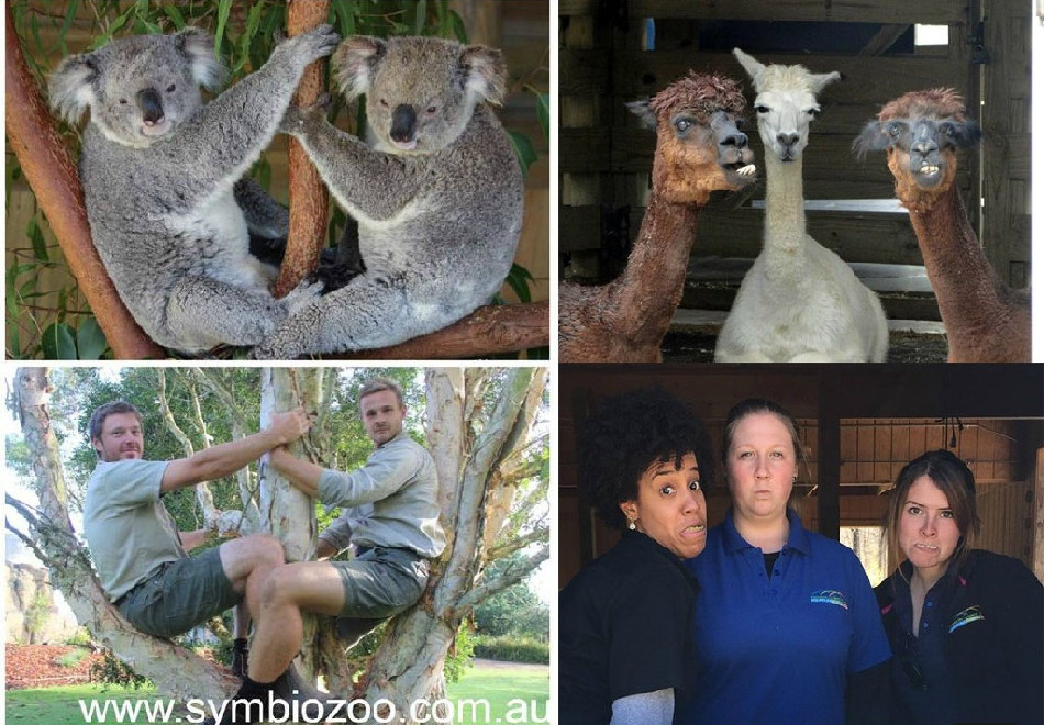 腦洞大開！澳大利亞飼養(yǎng)員模仿動物大賽