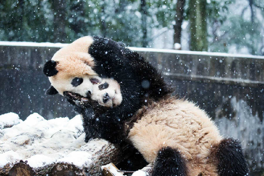 中國日?qǐng)?bào)聚焦各地寒潮來襲
