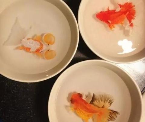 像最強(qiáng)大腦“水哥”這樣的神級(jí)人物，要用怎樣的英文詞來形容