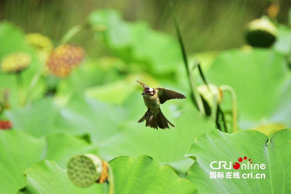這組圖，能讓你在炎熱的夏季里瞬間清涼起來