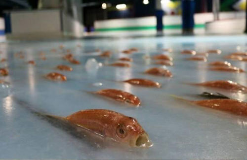 日本滑冰場(chǎng)冰面下凍5000條魚 創(chuàng)意過頭惹眾怒