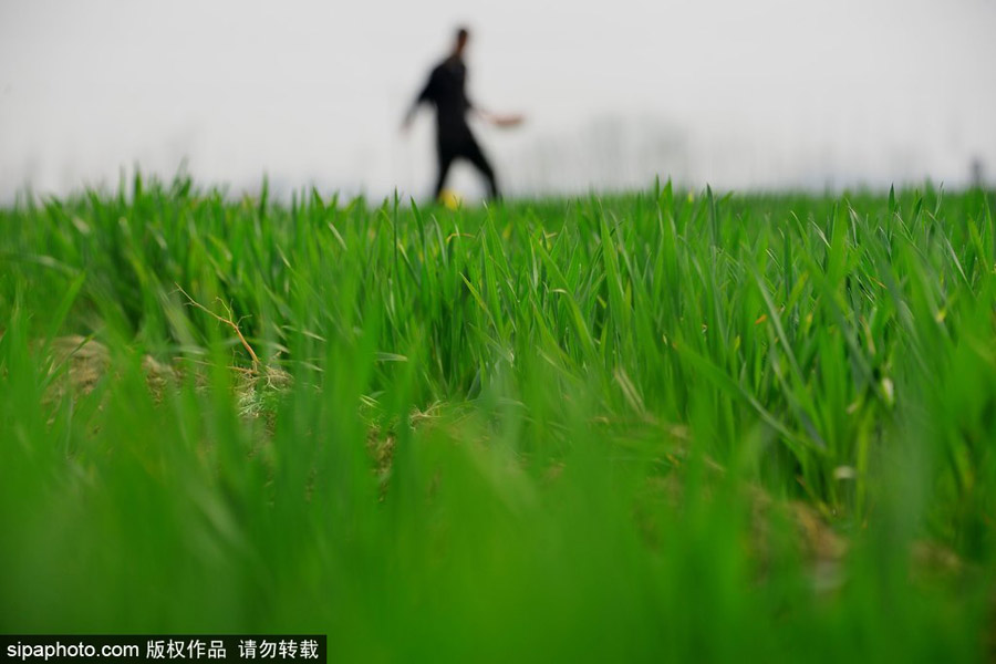 春回大地草木萌動(dòng) 盤點(diǎn)那些農(nóng)田光景返樸歸真（組圖）