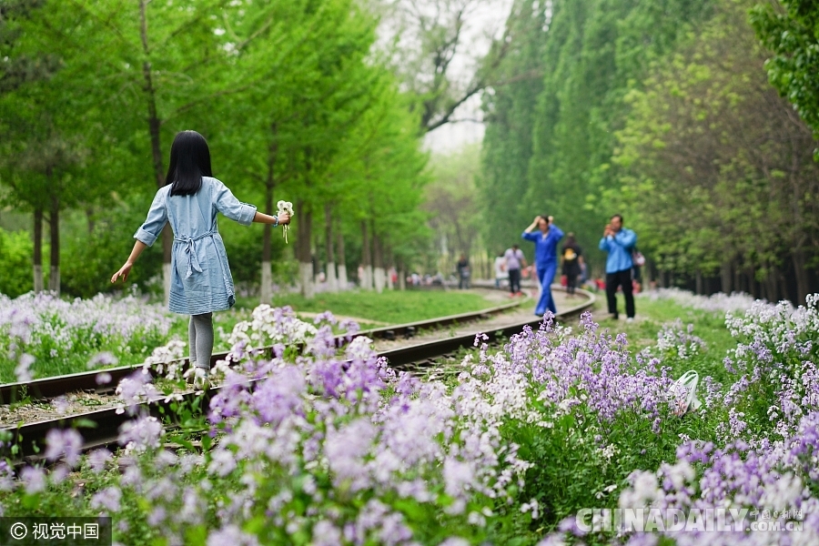 大好春光豈可負(fù)？世界各地盡享花海美景（組圖）