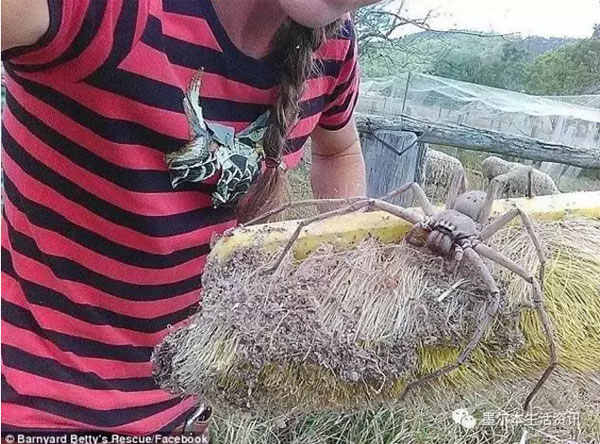 徒手抱鯊魚赤手打袋鼠，帶你認識認識彪悍的澳洲人民