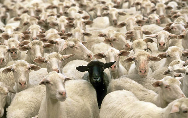 替罪羊（scapegoat）、敗家羊（black sheep），為何英語中背鍋的總是羊