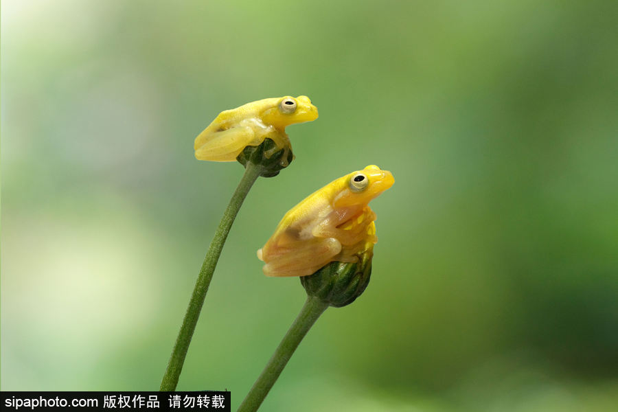 你的“蛙兒子”回來(lái)了嗎？盤點(diǎn)動(dòng)物界佛系蛙日常萌照（組圖）