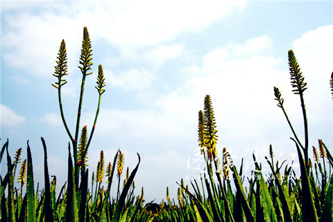 Aloe flowers spring to life