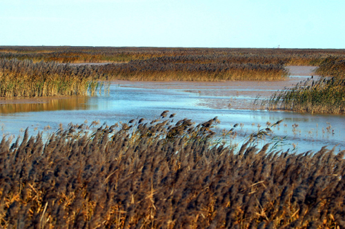 迷人的黃河三角洲