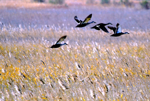 迷人的黃河三角洲
