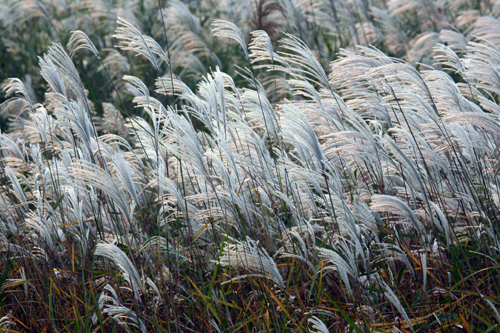 迷人的黃河三角洲