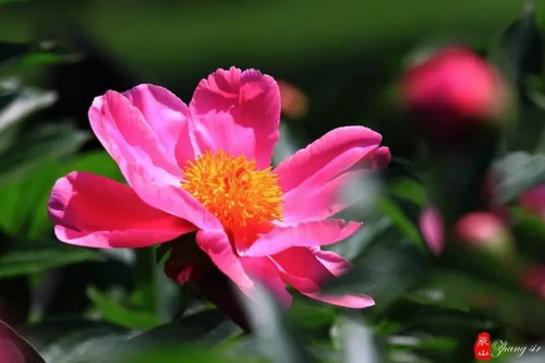 Floral note to get about vibrant colors in season