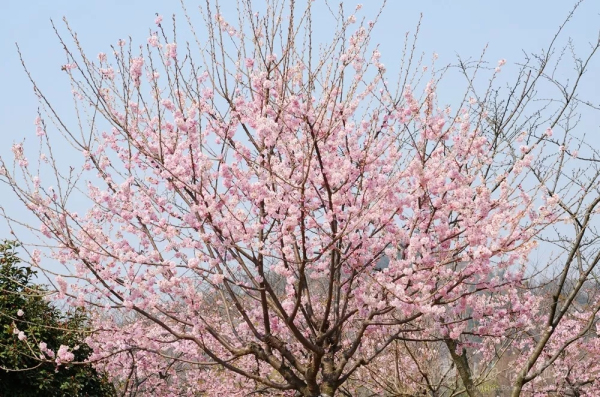 Sheshan in bloom: A sea of flowers in spring