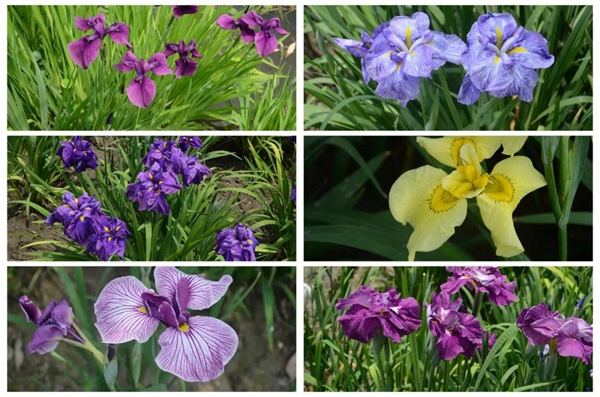 Chenshan Botanical Garden holds summer flower shows