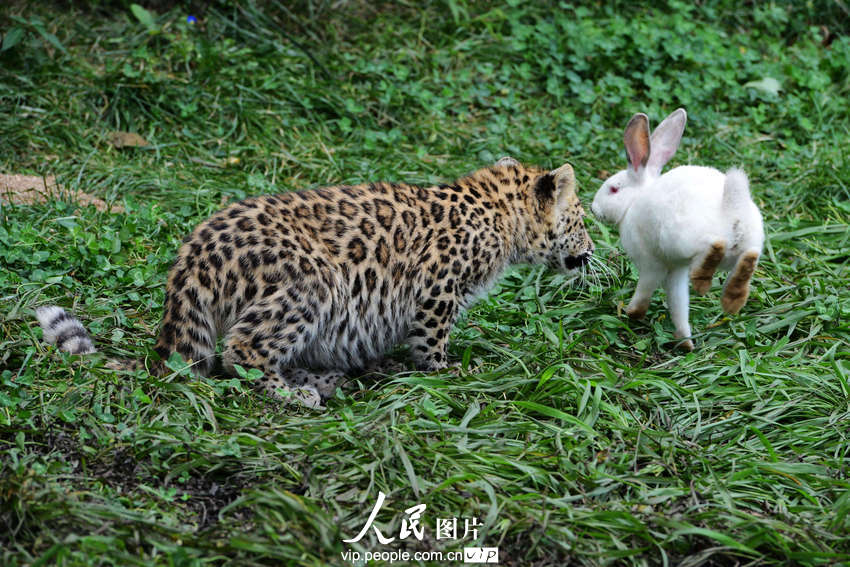 動物園內幼年獅虎豹不敵大白兔 紛紛被嚇住