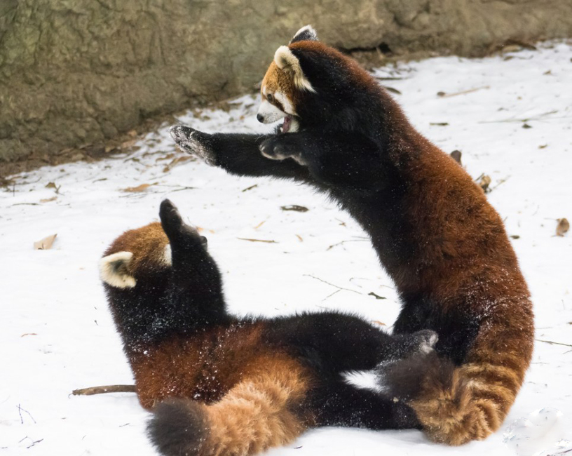 逗趣！美動物園小熊貓雪中嬉鬧打滾(組圖)