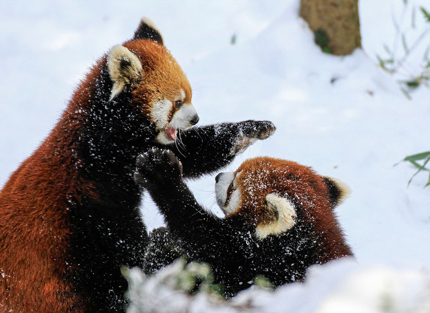 逗趣！美動(dòng)物園小熊貓雪中嬉鬧打滾(組圖)
