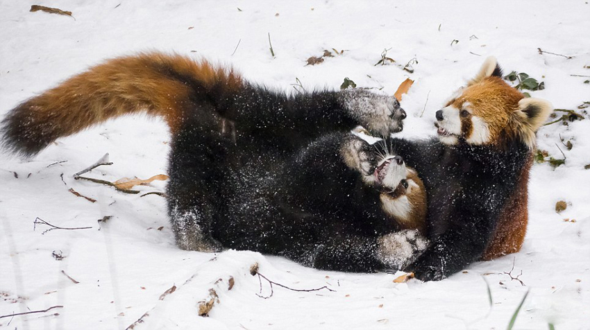 逗趣！美動(dòng)物園小熊貓雪中嬉鬧打滾(組圖)